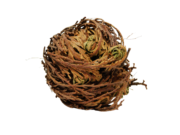 dried rose of jericho